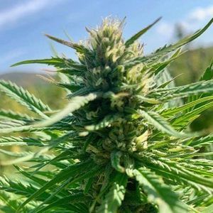 Meet your Posher, Shaun